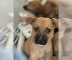 Small German Shepherd Dog Mix