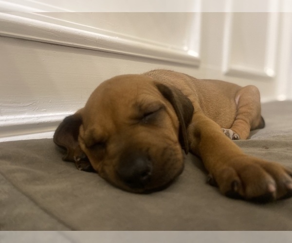 Medium Photo #19 Rhodesian Ridgeback Puppy For Sale in KELLER, TX, USA