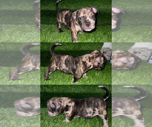 Medium Photo #3 American Bully Puppy For Sale in PERRIS, CA, USA