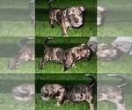 Small #2 American Bully