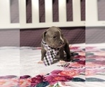 Small Photo #2 American Pit Bull Terrier Puppy For Sale in BONNEY LAKE, WA, USA