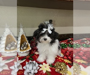 Maltipoo Puppy for sale in SARASOTA, FL, USA