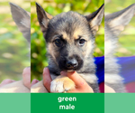 Puppy Green German Shepherd Dog-Siberian Husky Mix