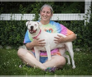Thia - Female American Pit Bull Terrier-Unknown Mix Dog for Adoption - Photo #7