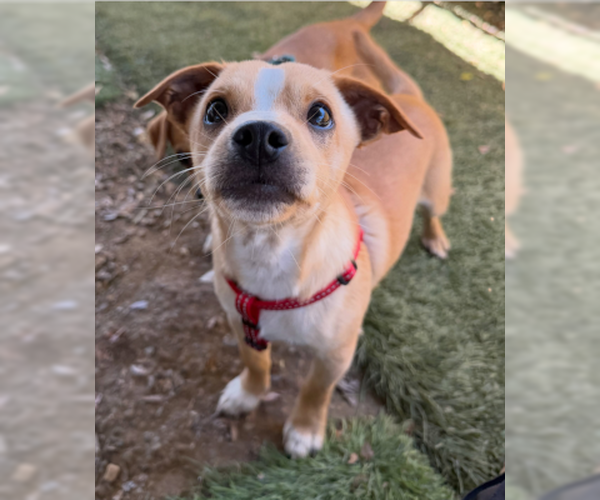 Medium Photo #2 Chihuahua-Unknown Mix Puppy For Sale in Ventura, CA, USA