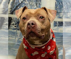 Mutt Dogs for adoption in Sanford, FL, USA