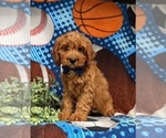 Small Photo #3 Cavapoo Puppy For Sale in EPHRATA, PA, USA