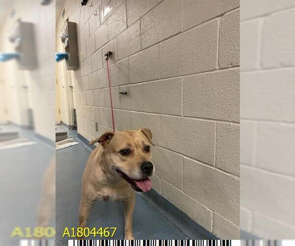 Medium Photo #1 American Pit Bull Terrier Puppy For Sale in West Palm Beach, FL, USA