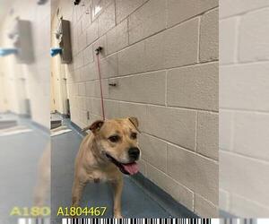 American Pit Bull Terrier Dogs for adoption in West Palm Beach, FL, USA