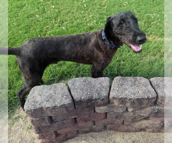 Medium Photo #1 Great Dane-Poodle (Standard) Mix Puppy For Sale in Brooklyn Center, MN, USA
