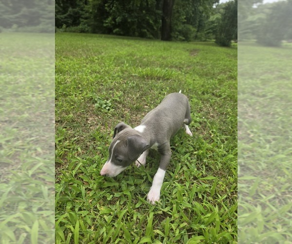 Medium Photo #1 Italian Greyhound Puppy For Sale in NESBIT, MS, USA