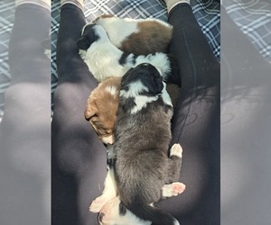 Border Collie Puppy for sale in LEBANON, MO, USA