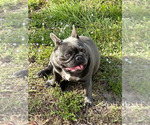 Small Photo #8 French Bulldog Puppy For Sale in LOXAHATCHEE, FL, USA