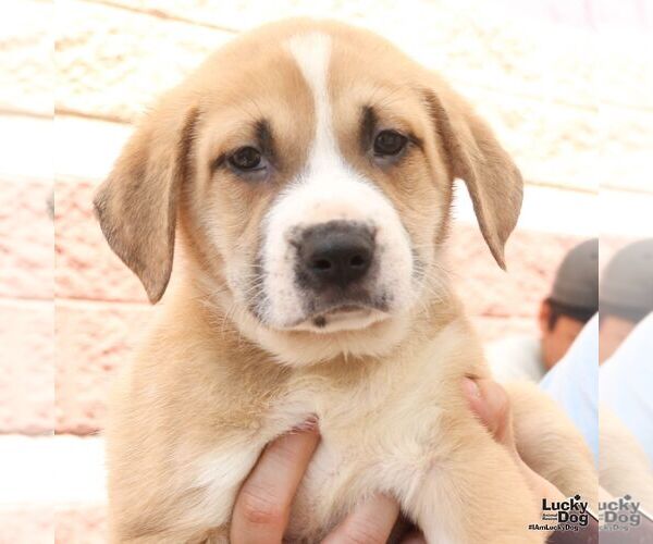 Medium Photo #4 Retriever -Unknown Mix Puppy For Sale in Washington, DC, USA