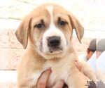 Small #3 Retriever  Mix
