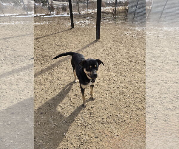 Medium Photo #1 Mutt Puppy For Sale in Maquoketa, IA, USA