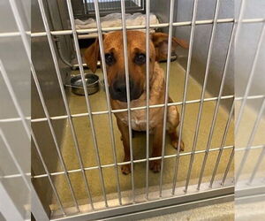 German Shepherd Dog-Unknown Mix Dogs for adoption in Rancho Cucamonga, CA, USA