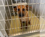 Small German Shepherd Dog Mix