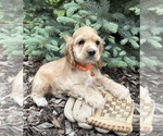 Small #2 Cocker Spaniel
