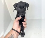 Small Labrador Retriever Mix