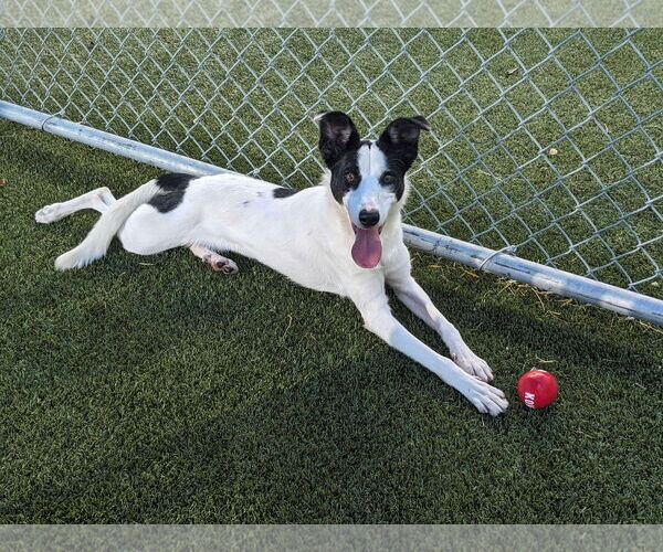Medium Photo #2 Collie-Whippet Mix Puppy For Sale in Woodbury, NY, USA