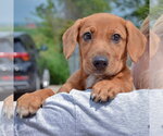 Small #5 Bassetdor