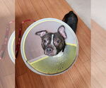 Small #1 Boston Terrier Mix