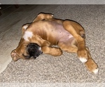 Small Photo #28 Boxer Puppy For Sale in COWETA, OK, USA