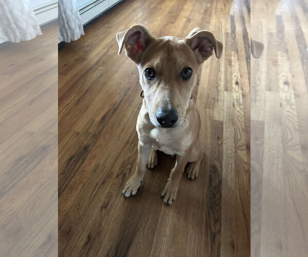 Medium Photo #4 Shepradors Puppy For Sale in Polson, MT, USA