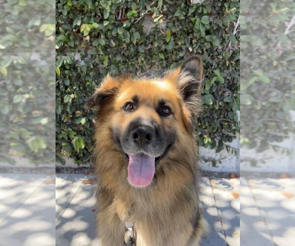Medium Photo #3 German Shepherd Dog Puppy For Sale in Santa Barbara, CA, USA