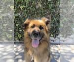 Small #2 German Shepherd Dog