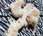 Small Photo #21 Labrador Retriever Puppy For Sale in OLYMPIA, WA, USA
