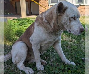 American Pit Bull Terrier-Huskies  Mix Dogs for adoption in Houston, TX, USA