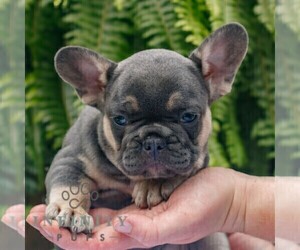 French Bulldog Puppy for sale in NARVON, PA, USA
