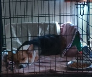 Mother of the Pembroke Welsh Corgi puppies born on 01/11/2026