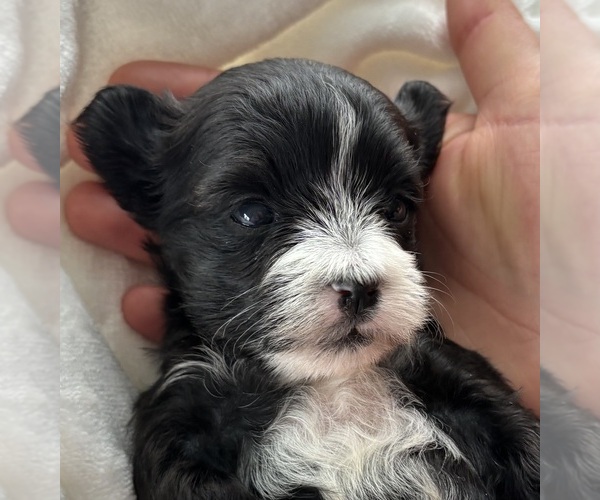 Medium Photo #1 Morkie Puppy For Sale in ROCK STREAM, NY, USA