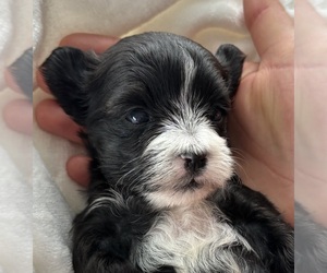 Morkie Puppy for sale in ROCK STREAM, NY, USA