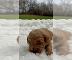 Small #1 Goldendoodle mix (+ Poodle Miniature)