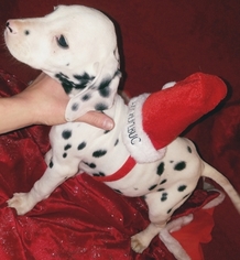 Dalmatian Puppy for sale in BEECH GROVE, IN, USA