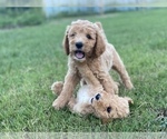 Small Photo #3 Goldendoodle Puppy For Sale in CANON, GA, USA