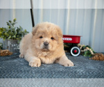 Small Photo #13 Chow Chow Puppy For Sale in WOLCOTTVILLE, IN, USA