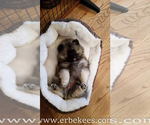 Small Photo #29 Keeshond Puppy For Sale in FAYETTEVILLE, TN, USA