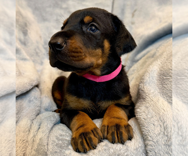 Medium Photo #1 Doberman Pinscher Puppy For Sale in LAKELAND, FL, USA