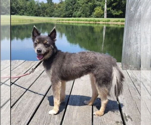 Medium Photo #4 Pomeranian-Unknown Mix Puppy For Sale in Boston, MA, USA