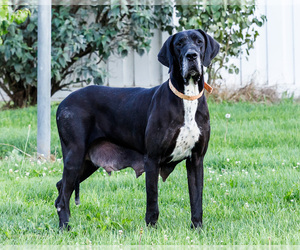 Mother of the Great Dane puppies born on 06/02/2026