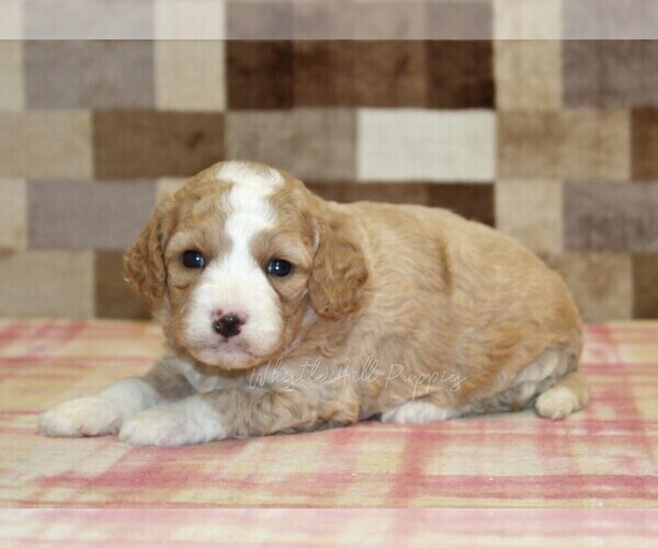Medium Photo #6 Bernedoodle (Miniature)-Cavapoo (Miniature) Mix Puppy For Sale in DENVER, PA, USA
