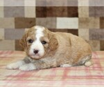 Small #5 Bernedoodle (Miniature)-Cavapoo (Miniature) Mix