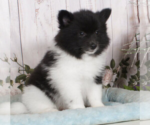 Pomsky Puppy for sale in PENNS CREEK, PA, USA