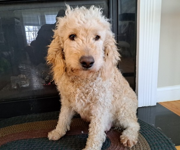 Medium Photo #1 Goldendoodle Puppy For Sale in PELHAM, NH, USA