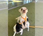 Small Chihuahua Mix